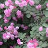 出售長廊花卉藤本植物薔薇、紫藤、淩霄、金銀花
