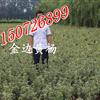 金邊黃楊價格，40-50高金邊黃楊綠籬苗價格，金邊黃楊直銷