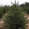白皮松 山西白皮松1-6米圃货定植苗
