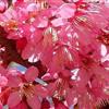 ӣӼ۸쿪ӣżҽï̬޹˾
