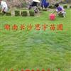 湖南马尼拉草坪信息