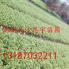 金边黄杨供应/金边黄杨图片