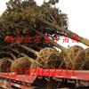 广玉兰3供应/广玉兰3图片