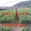 法国冬青基地供应/法国冬青基地图片