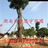 大香樟图片\大香樟报价