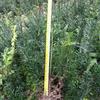 正宗曼地亞紅豆杉高20-40CM300萬株直銷
