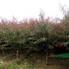 紫叶花桃最新价格/紫叶花桃报价