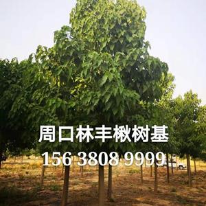 点击查看大图