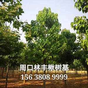 点击查看大图