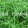 【全国物流配送】【专业供应水生植物】旱伞草