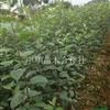苹果苗果树嫁接苗2供应/苹果苗果树嫁接苗2图片