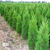 蜀桧报价:高1-6米蜀桧价格、蜀桧柏树、河南桧柏西安桧北京桧