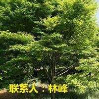 点击查看大图