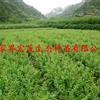 紫薇苗H60公分供应,张家界永定区,量多优惠
