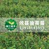 油茶苗23最新价格/油茶苗23报价