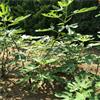 基地直销无花果树苗，优良品种无花果种苗