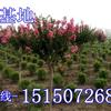 江蘇紫薇價格-4公分紫薇價格-5公分紫薇價格-6公分紫薇價格