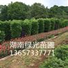 冬青柱子,法国冬青柱子,湖南冬青柱,造型冬青,冬青柱子出售