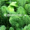 聚草最新价格/聚草報價