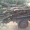 供应8公分,10公分,12公分,15公分征收桂花,切杆桂花