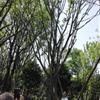 黃連木，叢生黃連木，黃連木20-45公分