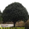 ͼ۹Ʒ12-30cm֤