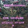 点击查看大图