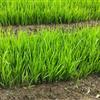 基地大量供应黄菖蒲