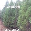 点击查看大图
