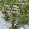 蓝莓地栽苗图片\蓝莓地栽苗报价