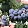 蓝莓苗图片\蓝莓苗报价