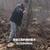 点击查看大图