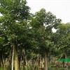 大小规格榔榆基地