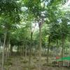 大小规格栾树基地
