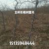 点击查看大图