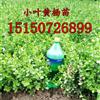 H15-20公分小葉黃楊苗價格-江蘇小葉黃楊苗價格便宜黃楊苗