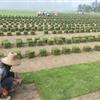 马尼拉草皮报价及行情规格 图片