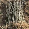 花椒苗、大红袍花椒苗、花椒苗品种