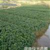 湖南便宜杜鹃,西洋杜鹃自家苗供应,湖南西洋杜鹃