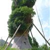 出售大香樟树,胸径200公分香樟移植古树,包成活