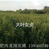 Ӧ1״ҶŮС硢2״ҶŮС硢25ҶŮС