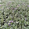 江苏常州草花基地直销【三色堇】