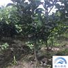 二年生爱媛28号柑桔苗，浙江橘子树苗批发价格，产地直销