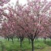 樱花树新价格|河南樱花树基地|驻马店樱花树基地小胡雪松基地