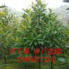苦丁茶 苦丁茶价格 浙江苦丁茶