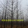 15cm20cm25cmǮͼ۹10-30