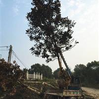 点击查看大图