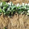 草莓苗 草莓苗价格 品种草莓苗报价
