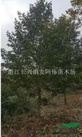 点击查看大图