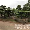 自家苗圃培养的一对园林景观精品造型罗汉松出售